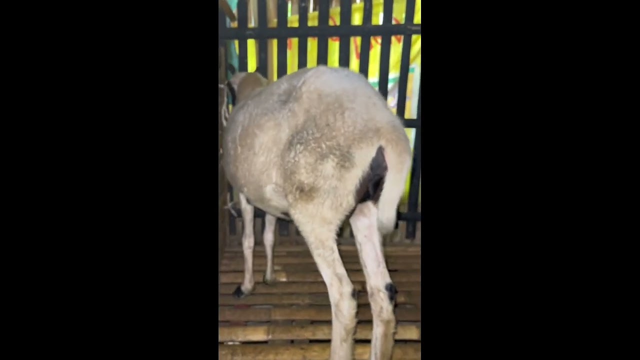 Bibit Rancung Kondisi Lagi Hamil