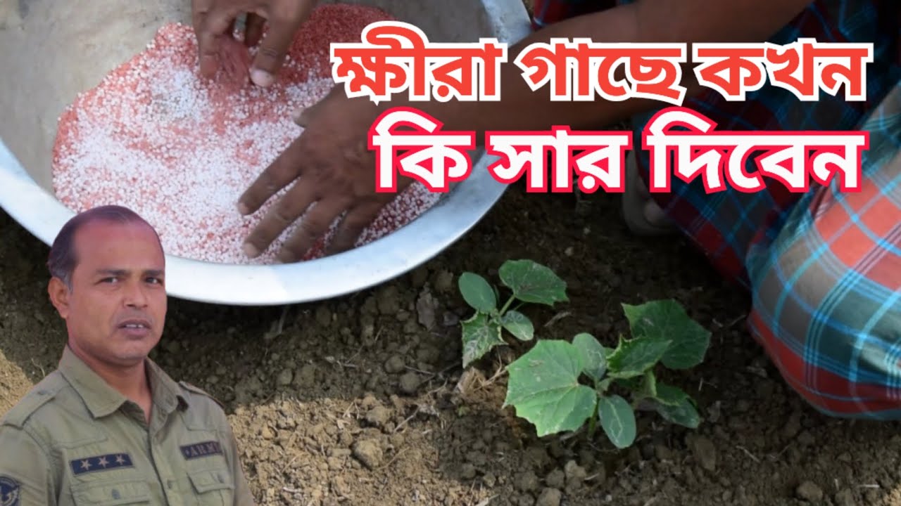 খিরা গাছে সার প্রয়োগের নিয়ম | ক্ষীরা চাষ পদ্ধতি | Nikhad Agro Village
