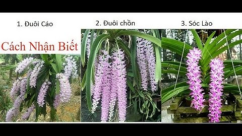 Phân biệt lan rung đuôi cáo, đuôi chồ, đuôi sóc, sóc lào, sóc ta, những loài phong lan đẹp.