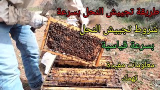 تجييش النحل بسرعة قياسية/ طريقة تجييش النحل/ تربية النحل/ أبوأدم فهمي/2023