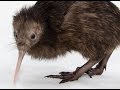 Kiwi Bird and Kiwi Fruit Quiz