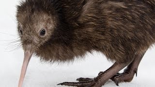 Meet A Kiwi At Smithsonian National Zoo