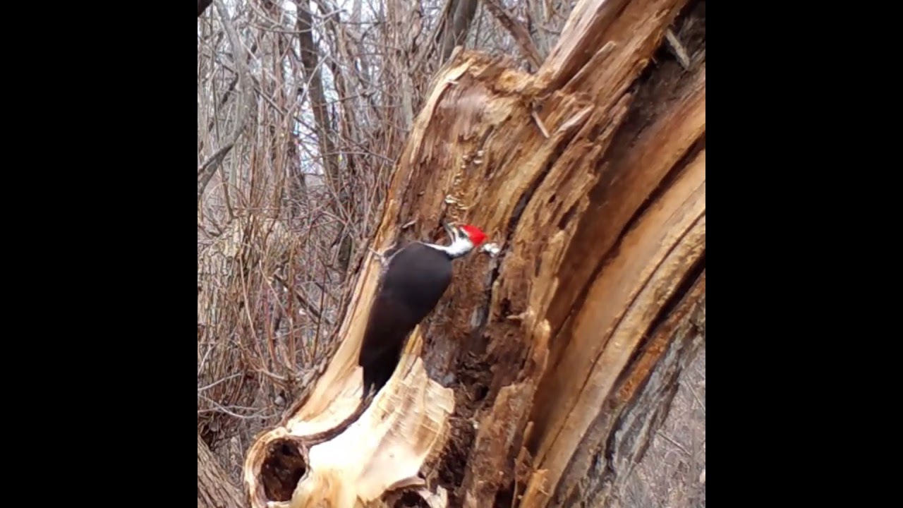 Pileated Woodpecker Working Hard for a Meal