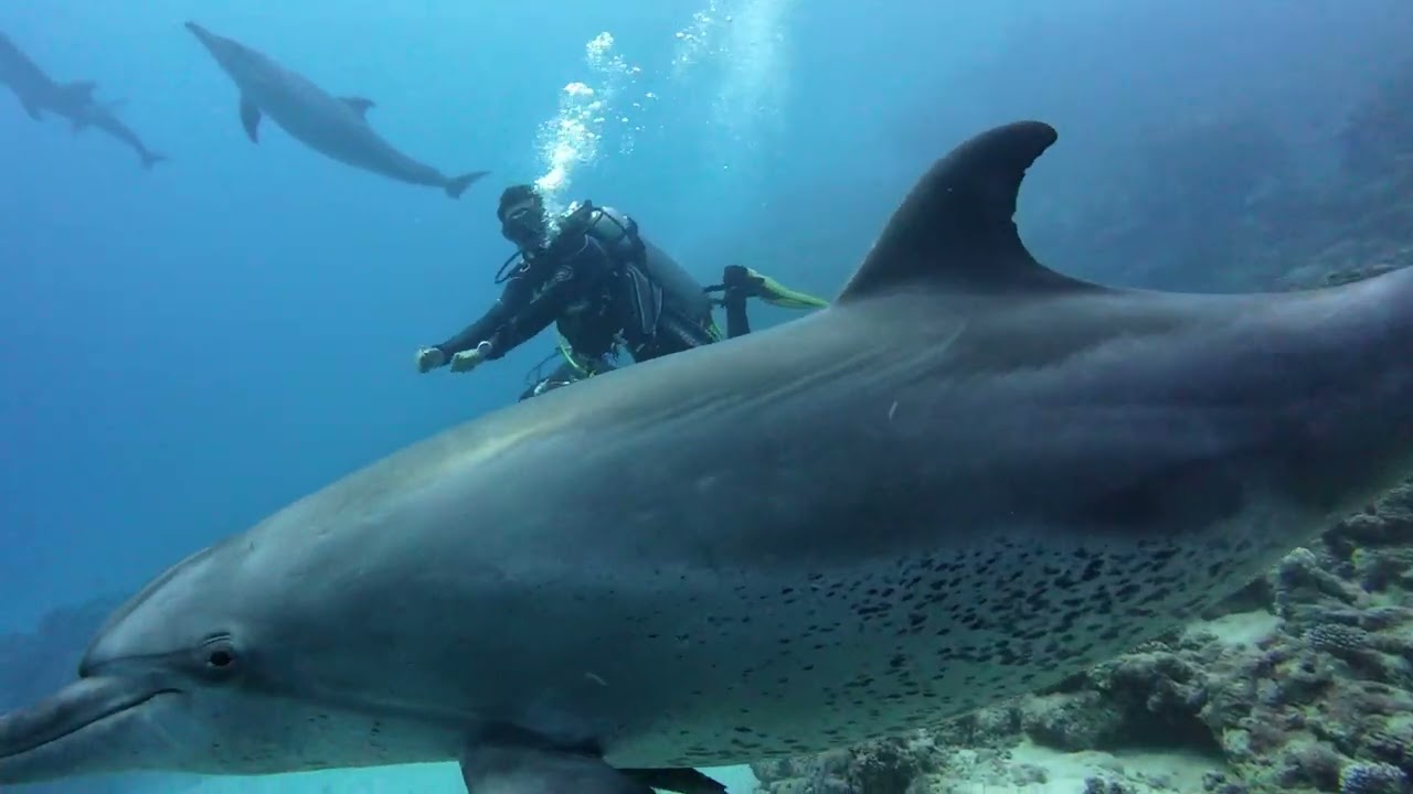 Halg Salman South (diving)