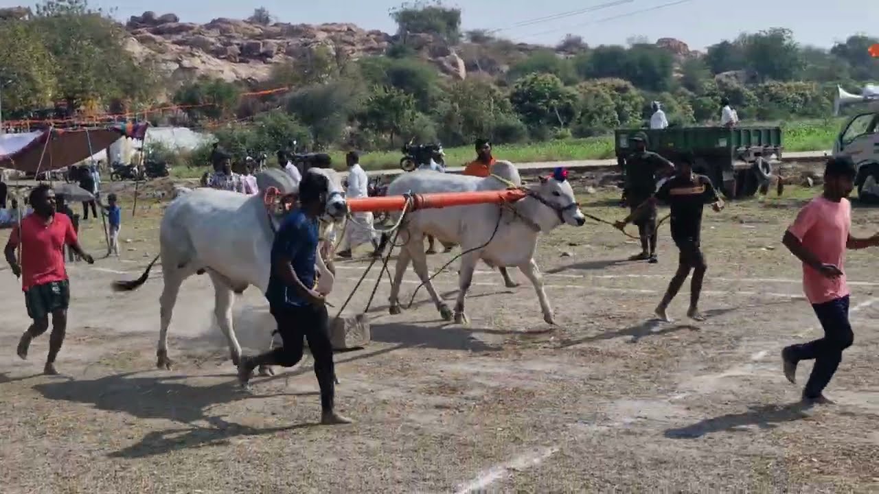 Uppalapadu(v) 2 teeth size 1st Prize 🥇🏆Rayenki Narasimha Reddy Memorial combined with D. Narasimhudu