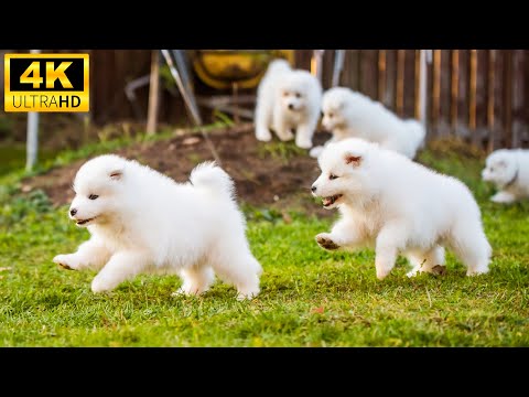 Baby Animals 4K - The Lovely Magical World Of Beautiful Baby Animals With Relaxing And Healing Music