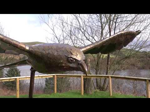 Red Kite FEEDING Station In Wales! (Slow Motion + HD Video)