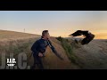 Falconry Golden eagle "Fada" hunting roe deers and chamois Gopro on board (2160p)