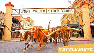Fort Worth Cattle Drive | Fort Worth Stockyards