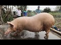 Bắt con lợn khổng lồ 300kg chúc mừng ngày 8-3 | Catch a giant pig 300kg happy 8-3