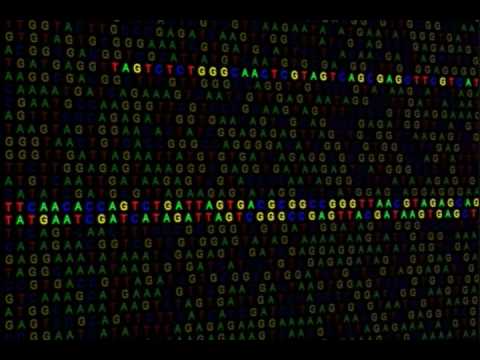 Vídeo: Evolução Dos Retrotransposons E Impacto Nos Genes Codificadores Do LncRNA E Das Proteínas Em Porcos