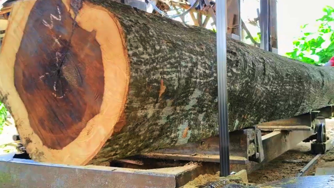 Rare to find giant black fiber firewood in a sawmill 