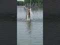 how to feed the fish in fish ponds #farmer #fish #nature #summer #amazing #short #viral #video