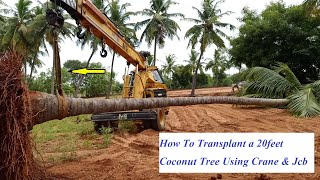 How to transplant a 20 feet coconut tree using crane & jcb