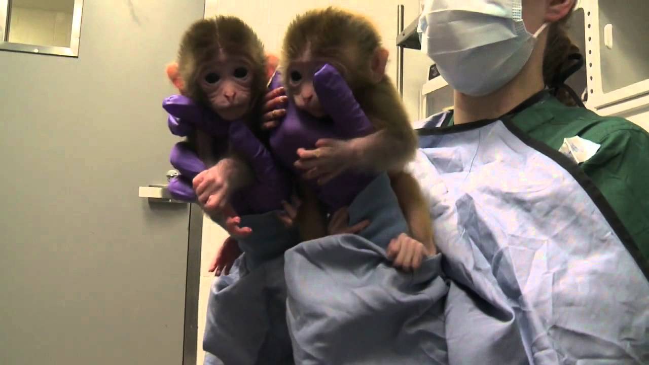 Chinese Scientists Clone Monkeys Using Method That Created Dolly The Sheep