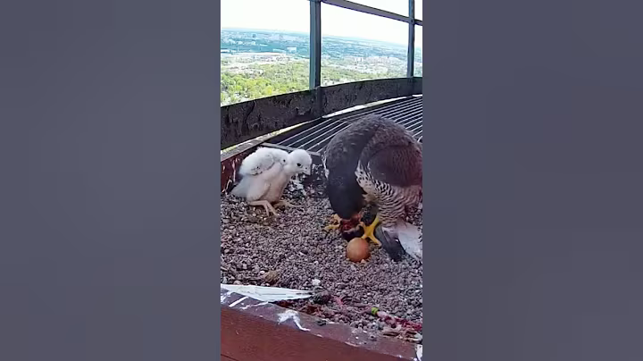 P#940- Review mother birds brings food to feed her babies in the nest, baby birds life #birdslover