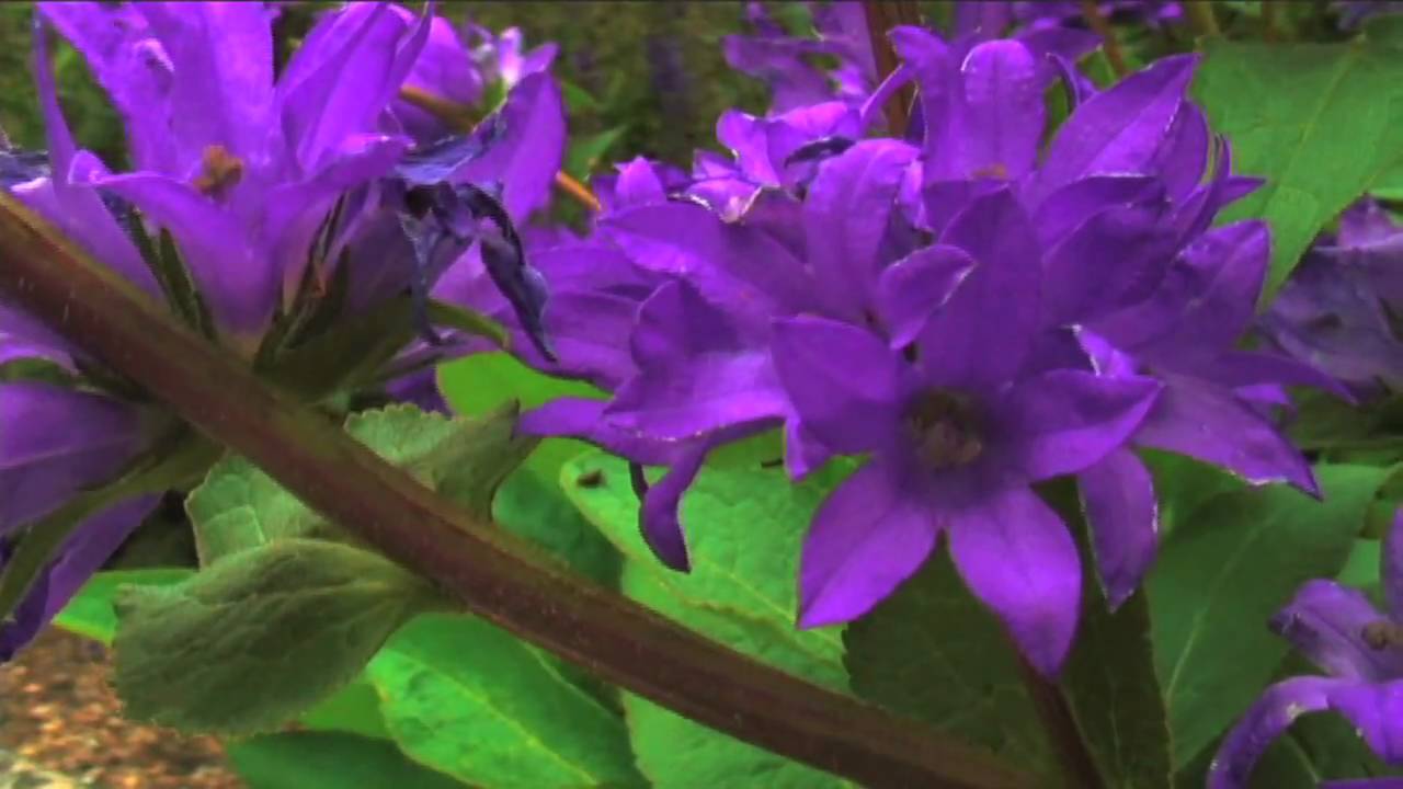 video phone beyonce mp3 Minnesota Miles stops to smell the roses