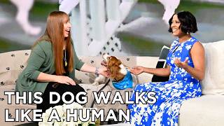 3 Legged Dog Goes Viral for Walking Like a Human