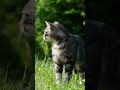 Если всё принадлежит Аллаху, то кто же ты?
