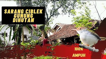 MEMIKAT BURUNG PRENJAK GAPAKE LAMA LANGSUNG DAPET