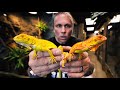 UNBOXING ALBINO IGUANAS FOR THE REPTILE ZOO BUILD!! | BRIAN BARCZYK