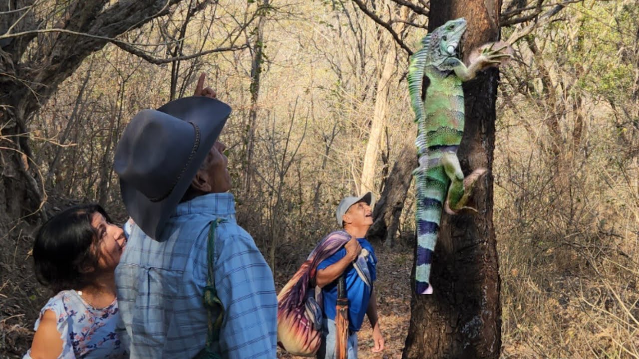 Garrobo Gigante Vido El Viejon de La selva 