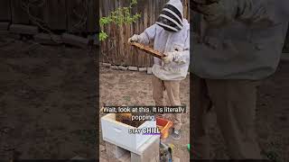 Setting Up A Beehive? Stay Calm & Watch The Bees Pop