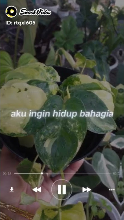 #Bunga#Q#Nur Florist#Cahaya bunga#Lebih Indah#