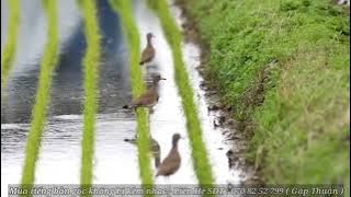 Tiếng Chim Te Te Vàng , Bồ Câu Biển Gọi Bầy Chuẩn File Bẫy Lưới Đêm Kinh Tế Vụ Chim Tháng 8 - 2025