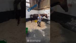 Pony Taking A Wee In A Bucket