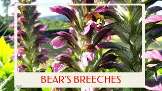 calm journey into the realm of  gorgeous bear's breeches, Summer Beauty tour
