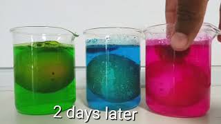 Coloured Bouncy Eggs🥚| Fun With Science screenshot 3