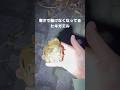 寒さで動けなくなってるヒキガエルを拾い上げると… #frog #カエル