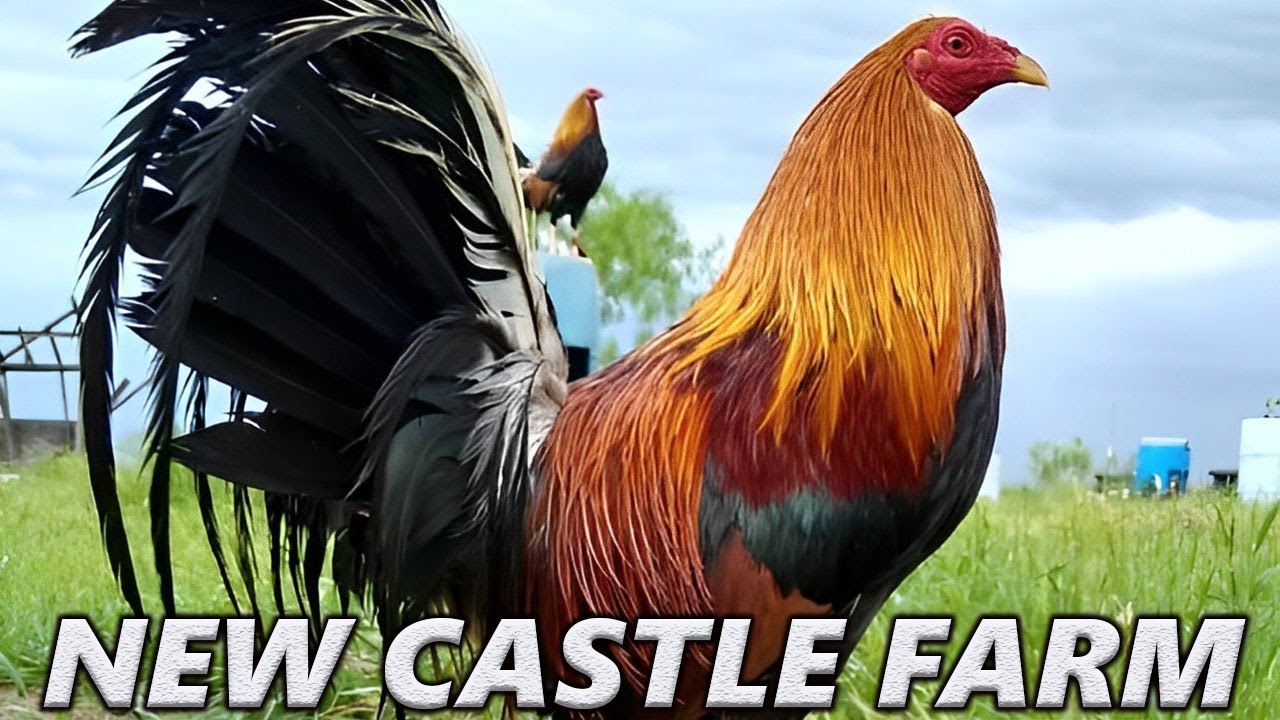 NEW CASTLE FARM !! California & Texas Beautiful Quality Birds YouTube