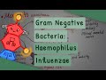 Gram Negative Bacteria: Haemophilus influenzae