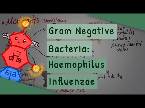 Gramnegativní bakterie: Haemophilus influenzae