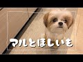 【犬おやつ】干し芋を作ったよ／愛犬とシェアおやつ／無添加だよ