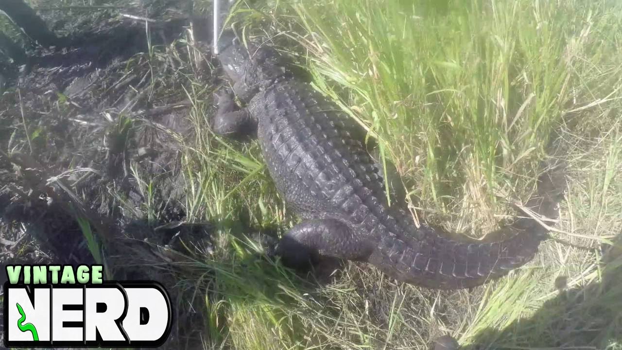 Catching a 10.5' Male Gator for research Data. EXCITING GATOR ACTION!