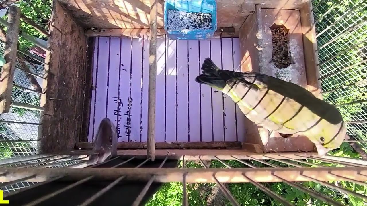 Fahri AKGÜL - Flurya Huylandırma 216