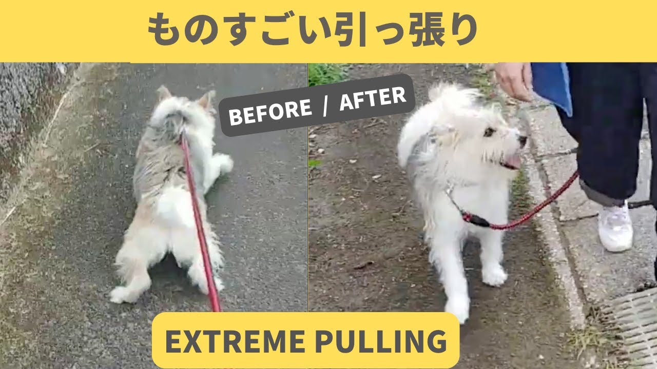 テリア犬 凄い引っ張り。