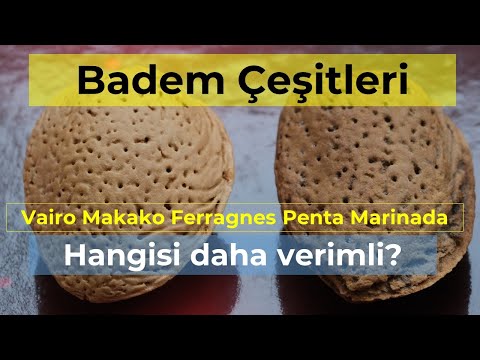 Video: Düşük badem veya bozkır bademi: açıklama