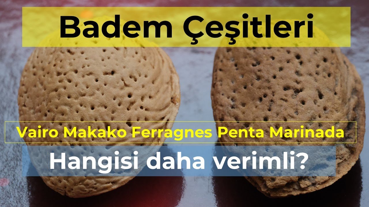 Badem Çeşitleri- Hangisi Daha Verimli?