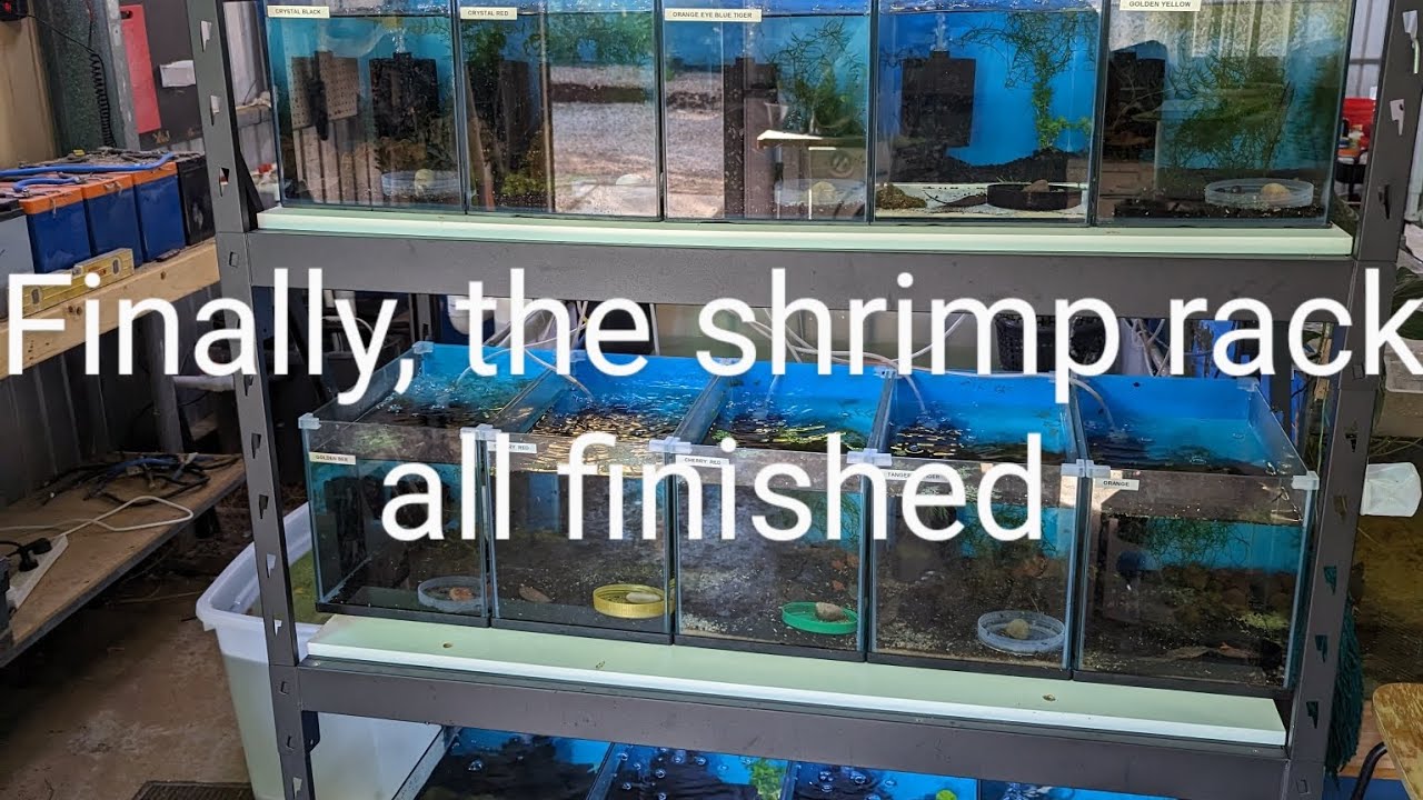 I have finally finished my shrimp racks - YouTube