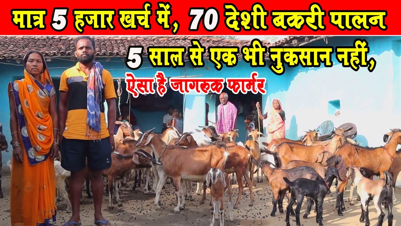 Sasta Bakri Palan। मात्र 5 हजार में 70 बकरी पालन ।5 Hazar me 70 Bakri Palan ।। Cheapest Goat Farming