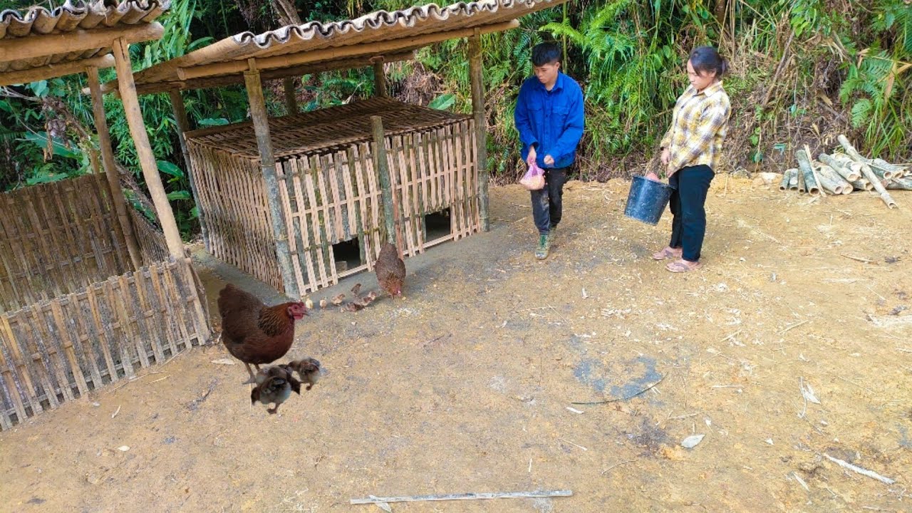 How to build a beautiful bamboo chicken coop, To bring chickens to the