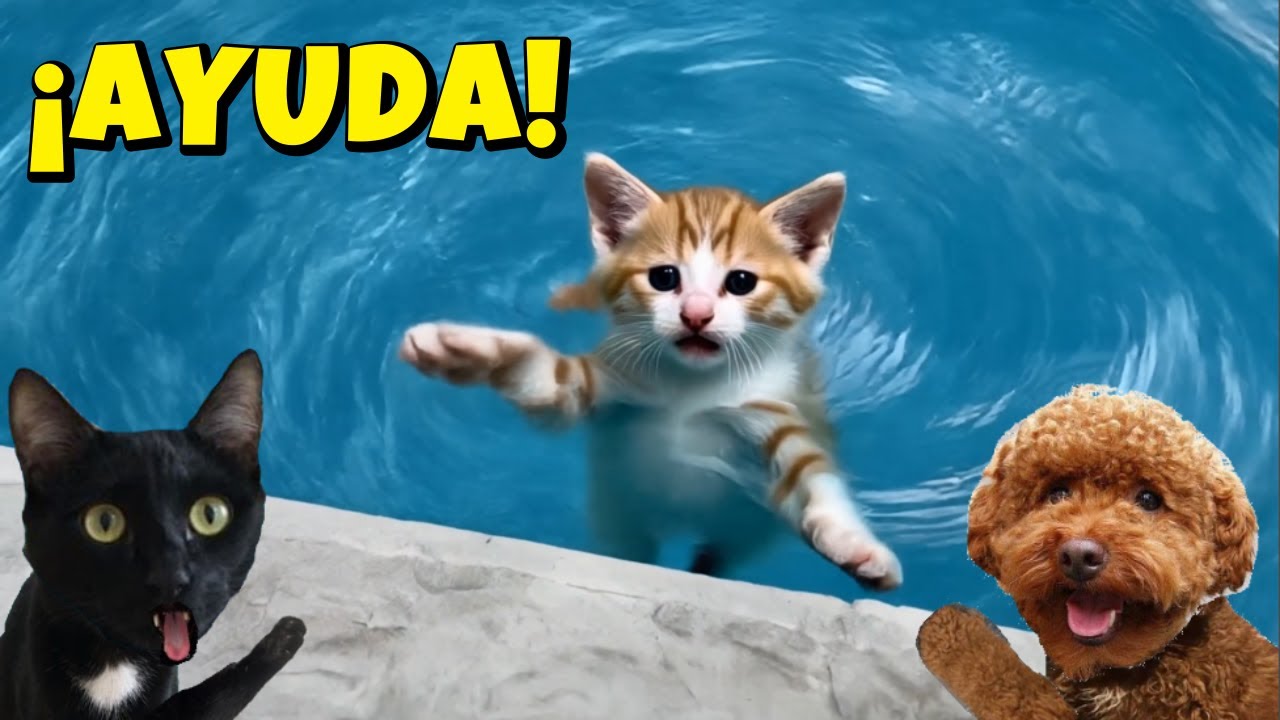 ¿SE CAE ESTE GATITO miau miau BEBÉ A LA PISCINA? 🐱💦😨