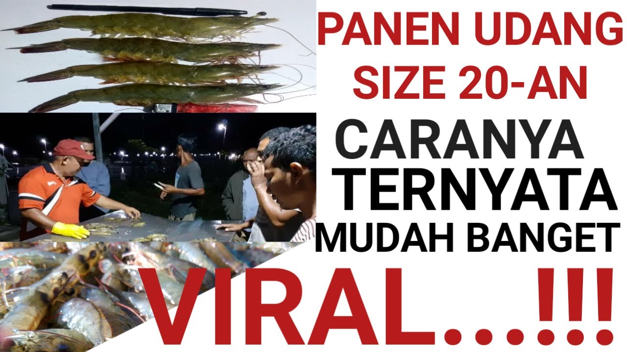 Cara Sukses Budidaya Udang Vaname Size 20an. Viral!!! Dari Tebar Bibit