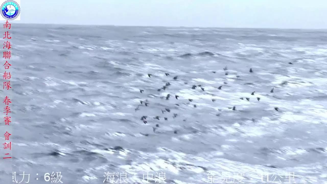 115年春季競翔 會訓二（原訂90公里，因天候不佳，運回5０公里，約於10:06統一施放）