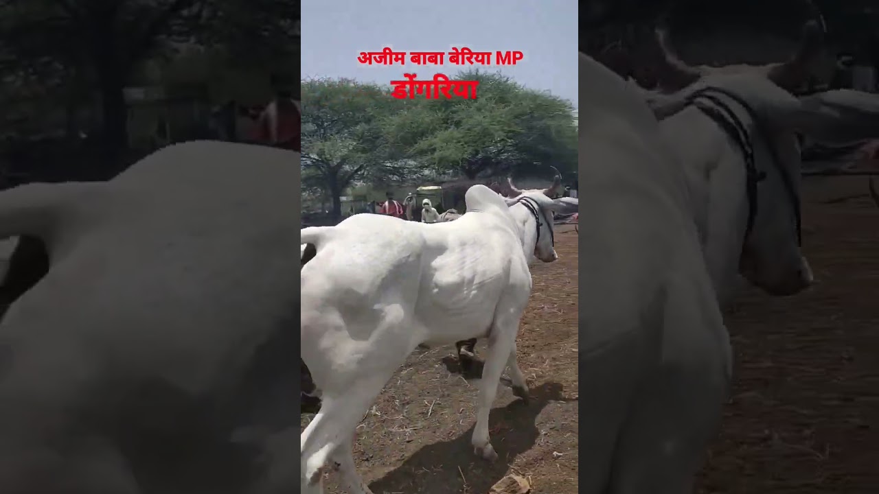 👑 डोंगरीया 👑 भारत केसरी गाजवणारा बैल 