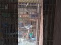 cockatiel female on heat mating #viralshort